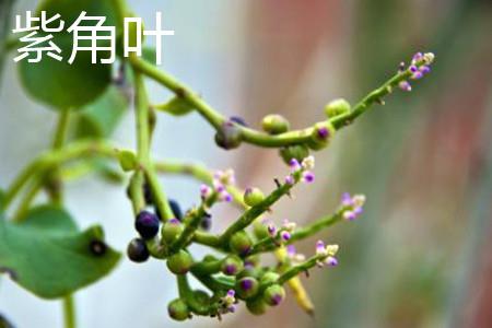 Purple Horned Leaf Fruit