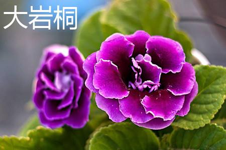 Gloxinia