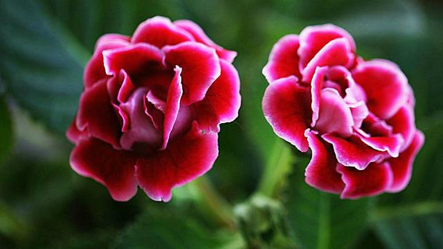 The difference between gloxinia and African violet