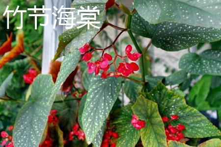 Bamboo Begonia