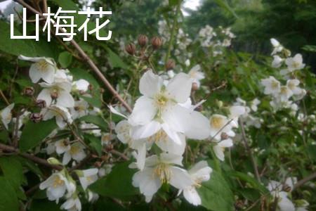 Plum blossom branches