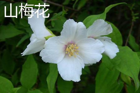 Plum blossom flowers