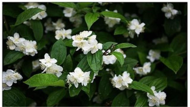 The difference between mountain plum blossoms and Taiping flowers