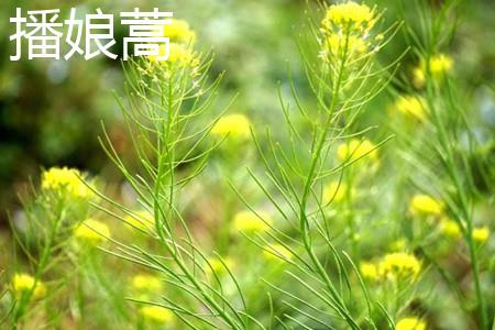 The stems of Artemisia vulgaris