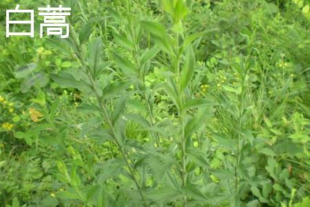 Artemisia annua leaves