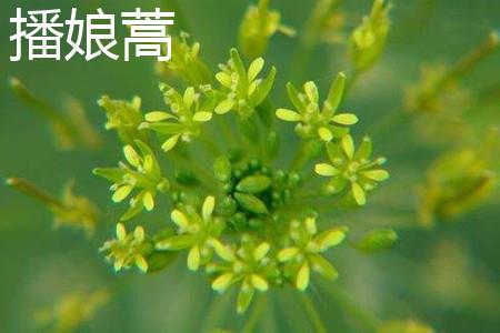 Artemisia vulgaris flowers