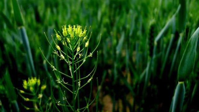 The difference between Artemisia annua and Artemisia annua