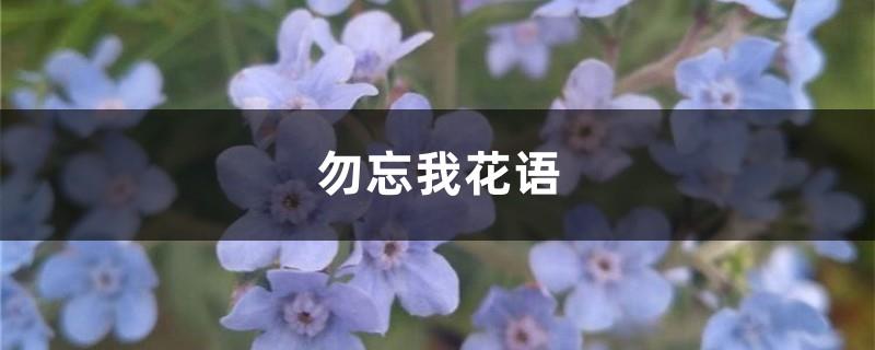 Forget-me-not flower language