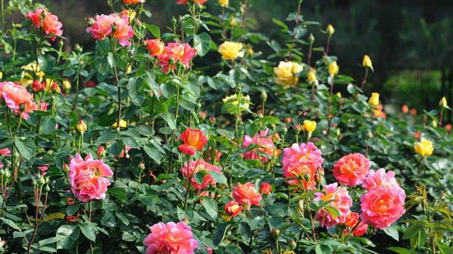 The difference between European moon and rose flowers