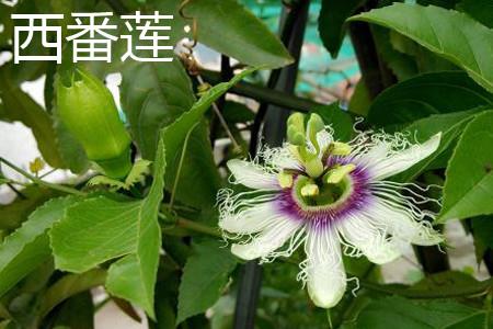 Passion flower