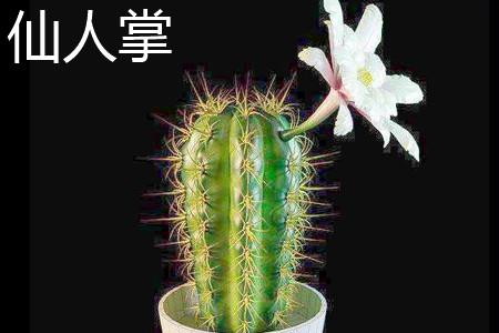 Cactus Form