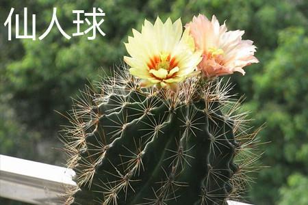 Cactus flowers