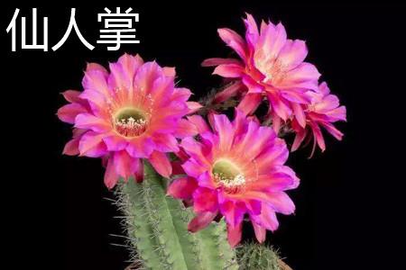 Cactus Flowers