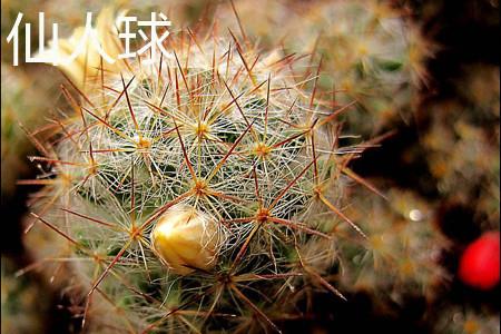 Prickly Pear Fruit