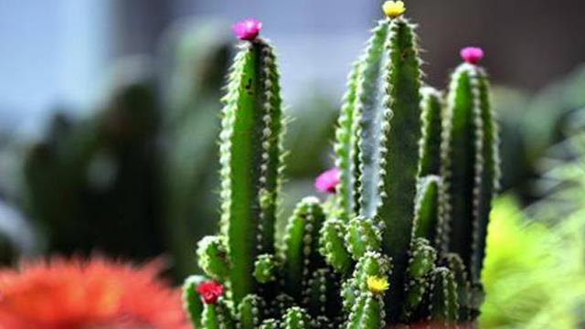 The difference between prickly pear and cactus