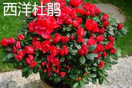 Western Rhododendron Plant