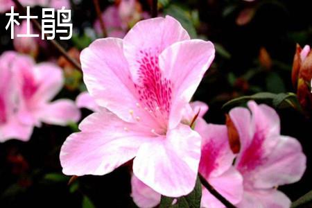 Azalea flowers