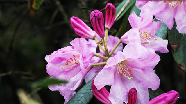 The Difference Between Western Rhododendron and Rhododendron