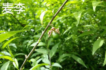 Wheat plum tree trunk