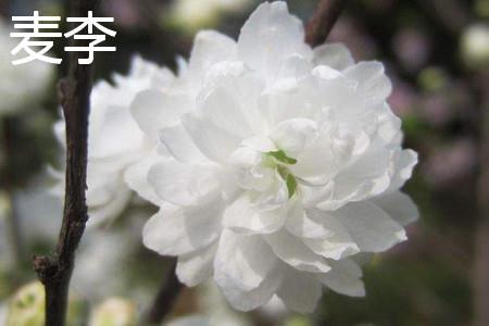 Wheat Plum Flowers