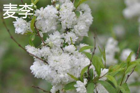 Wheat Plum Leaves