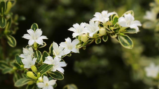 The difference between June snow and Gypsophila