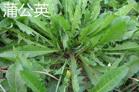 Dandelion plant