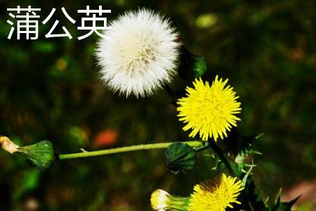 Dandelion Flowers