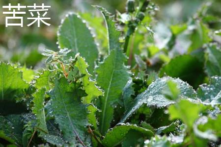 Bitter vegetable leaves