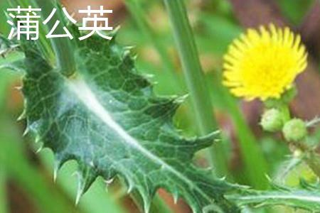 Dandelion leaves