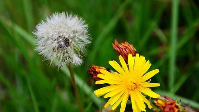 The difference between bitter herbs and dandelions