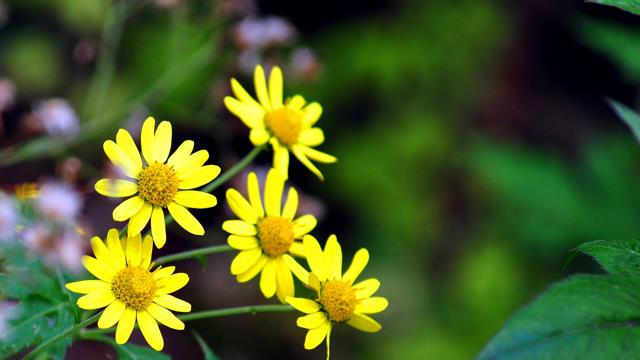 How to identify wild chrysanthemums