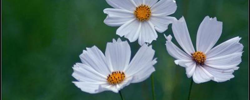 The difference between Kelsang flower and cosmos