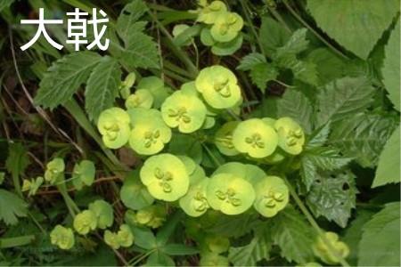 Euphorbia flowers