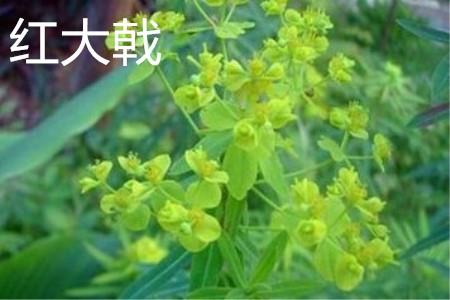 Red Euphorbia Flowers