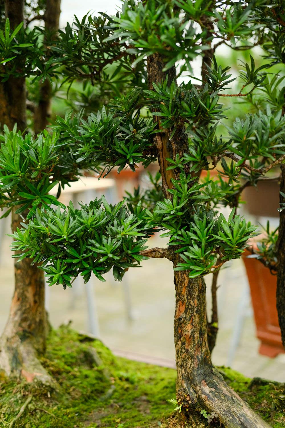 Podocarpus