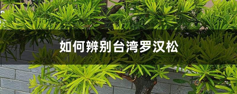 How to identify Taiwan Podocarpus