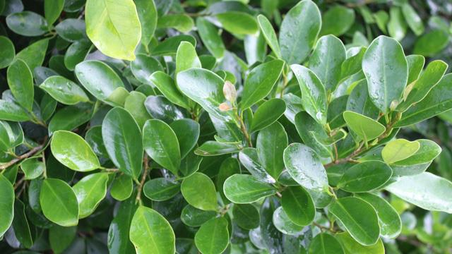 The difference between boxwood and holly