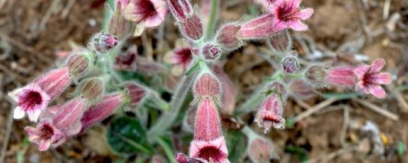 How to identify Rehmannia glutinosa