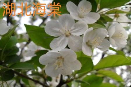 Hubei Begonia Flowers