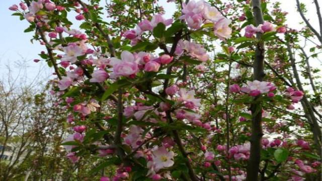 The difference between Xifu crabapple and Hubei crabapple