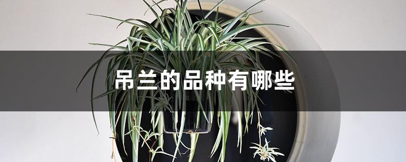 What are the varieties of spider plants?