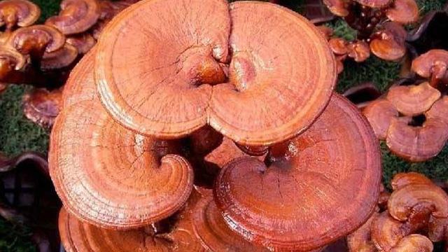 The difference between wild Ganoderma lucidum and cultivated Ganoderma lucidum