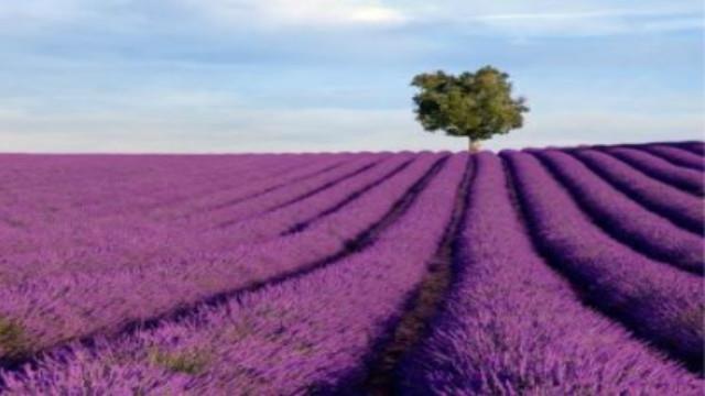 The difference between lover's grass and lavender