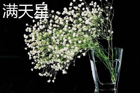 Gypsophila