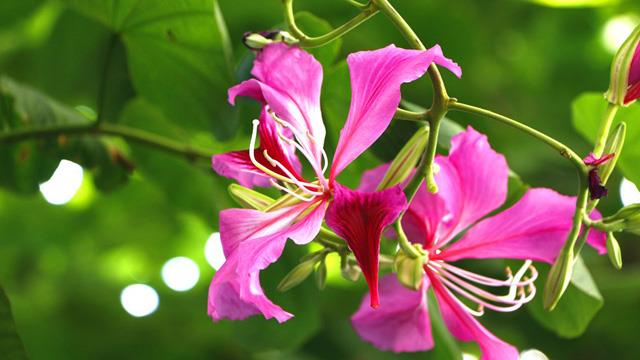 The difference between the redbud tree and the redbud flower