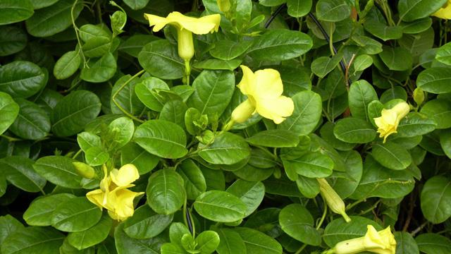 The difference between the fragrant vine and the garlic vine