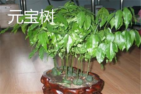 Yuanbao Tree