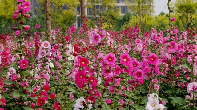 The difference between hollyhocks and mallows