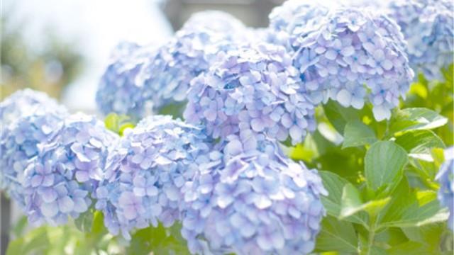 The difference between dragon boat flower and hydrangea